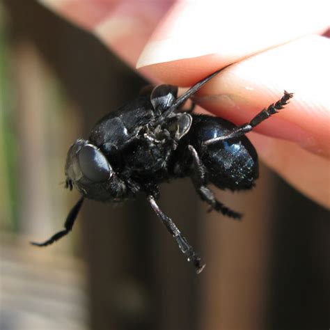 it is a large buzzing fly|How to Deal with Large Black Flying Bugs That Look .